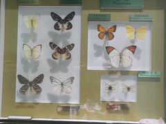 -上海昆虫博物馆