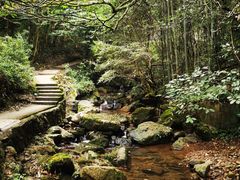 -江西阳明山国家森林公园