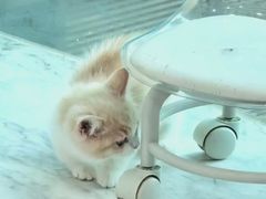 -小猫来了猫舍(福田店)