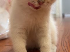 -momokira米努特·德文卷毛猫·棉花面纱犬