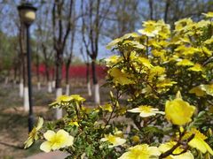 -永定河休闲森林公园