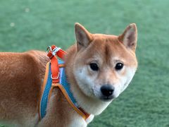 -爪吧宠物乐园 (温榆河示范区店)