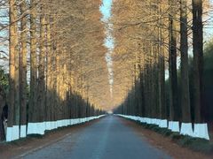 -黄海国家森林公园