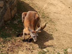 -西安秦岭野生动物园
