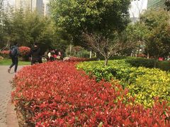 -武汉大学-樱园