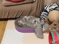 -纳吉亚猫专科动物医院·北北分院