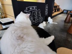 -瞄一喵猫咖(格力海岸店)