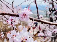 -北京凤凰岭