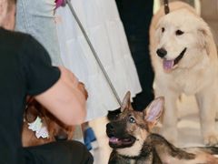 -帕帕拉兹宠物(亚洲旗舰店)