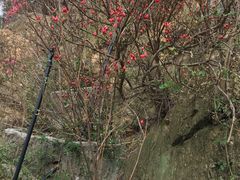 -木兰云雾山