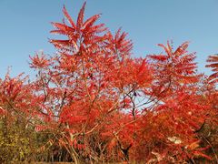 -廊坊市自然公园