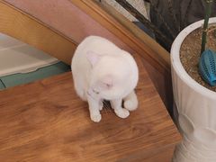 -喜柴咖啡·柴犬狗咖