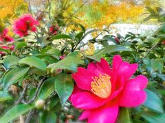 -新虹桥中心花园
