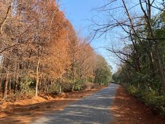 -上海海湾国家森林公园