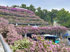 -深圳仙湖植物园