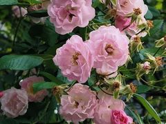 -无锡新湖铂尔曼大酒店