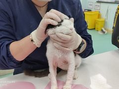 -北京观赏动物医院·24小时大型综合·猫专科·异宠专科