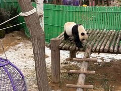 -西霞口神雕山野生动物世界