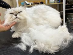 -momokira米努特·德文卷毛猫·棉花面纱犬