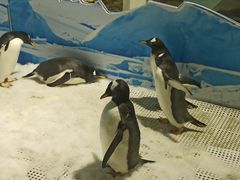 -成都浩海立方海洋公园