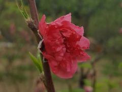 -桃花涧
