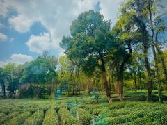 -野蔓果·山野菜(西湖景区·龙井茶田店)