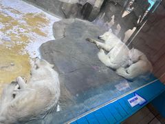 -海合安成都极地海洋公园