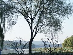 -西湖外事游船(花港观鱼码头)