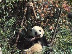 -成都动物园