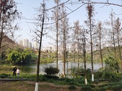 -重庆彩云湖湿地公园