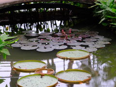 -新加坡植物园
