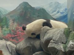 -武汉动物园