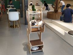 大堂-飞行喵MR PILOT|猫舍·猫咖(静安大融城店)