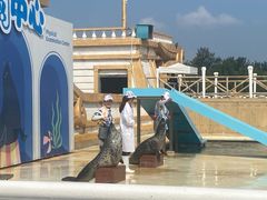 -秦皇岛乐岛海洋王国