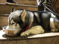 -more than meow吴止猫主题餐厅(承德 中船汇店)