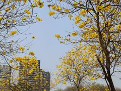 -顺峰山公园