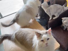 -猫咪咖啡店(新城大街店)