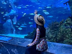 -海合安成都极地海洋公园