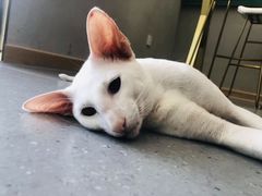 -飞行喵MR PILOT|猫舍·猫咖(静安大融城店)