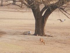 -北京麋鹿生态实验中心
