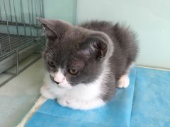 -纳吉亚猫专科动物医院博雅分院