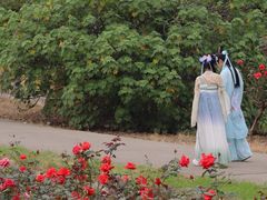 -都江堰玫瑰花溪谷