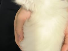 -楼上猫咖(罗湖店)