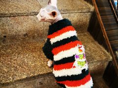 -more than meow吴止猫主题餐厅(承德 中船汇店)