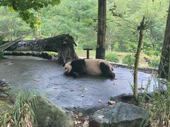 -都江堰中华大熊猫苑