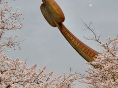-顾村公园