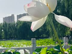 -莲花池公园