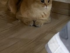 -李小姐の猫咖啡馆(五角场店)