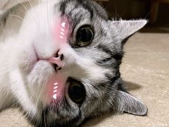 -宠爱国际动物医院· 猫科· 外科·中兽医(长白店)