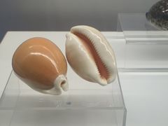-贝壳王国博物馆